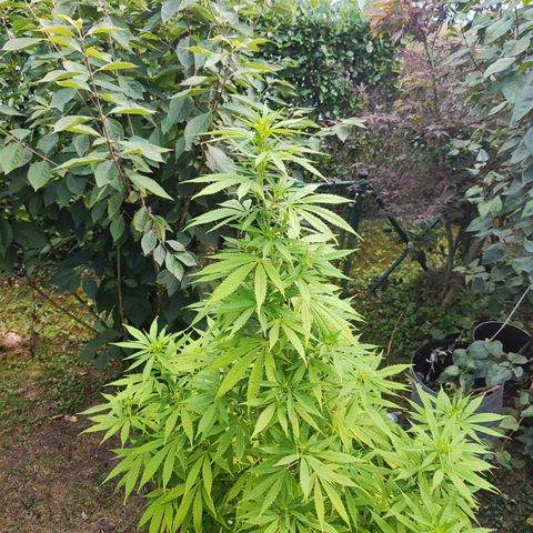 M - Amnesia Haze (Zamnesia Genetics)  growlog timeline photo