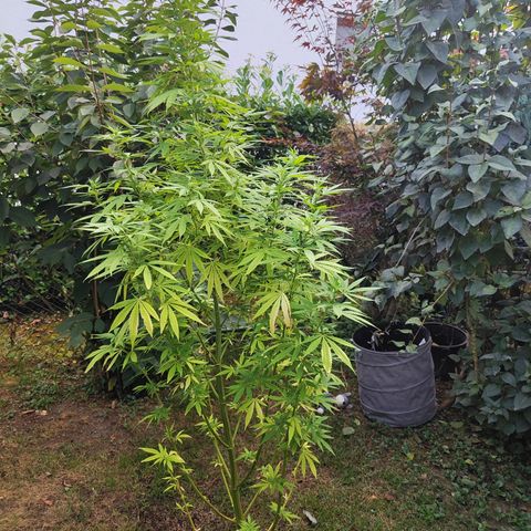 M - Amnesia Haze (Zamnesia Genetics)  growlog timeline photo