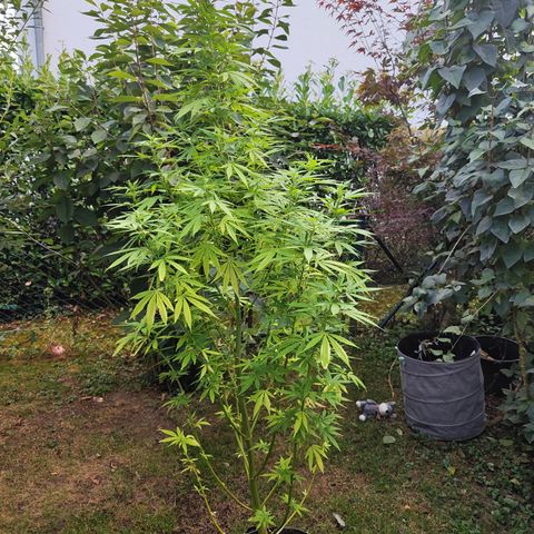 M - Amnesia Haze (Zamnesia Genetics)  growlog timeline photo