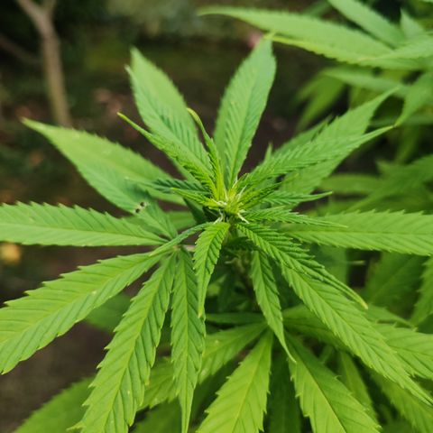 M - Amnesia Haze (Zamnesia Genetics)  growlog timeline photo