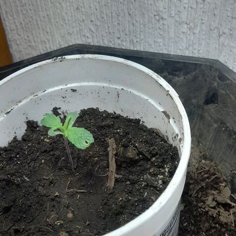 6 DE ENERO growlog timeline photo