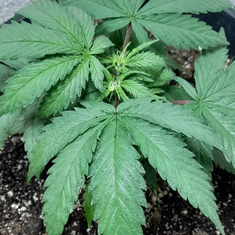 6 DE ENERO growlog timeline photo