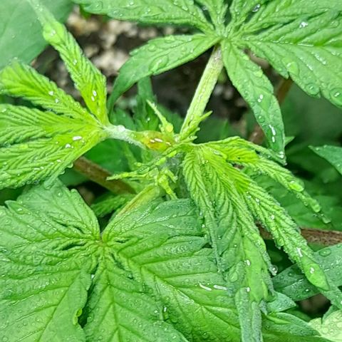 6 DE ENERO growlog timeline photo