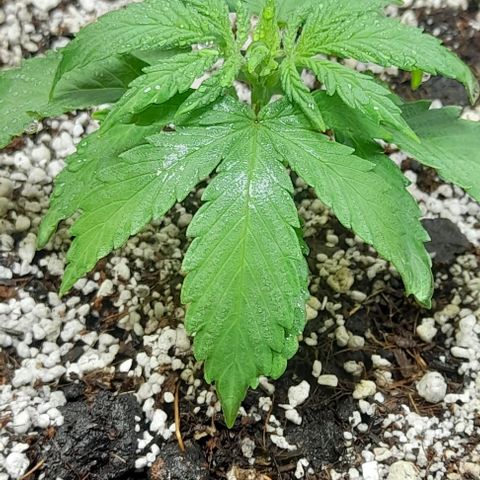 6 DE ENERO growlog timeline photo