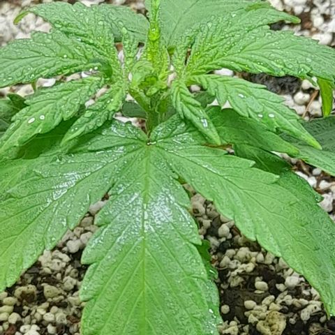 6 DE ENERO growlog timeline photo