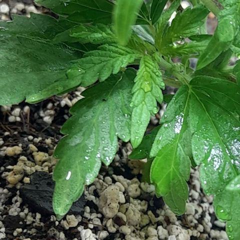 6 DE ENERO growlog timeline photo
