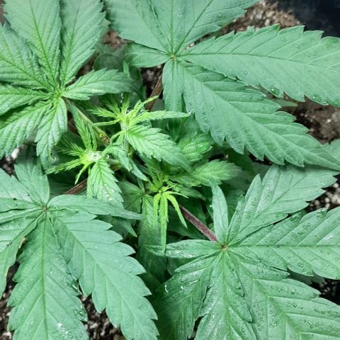 6 DE ENERO growlog timeline photo