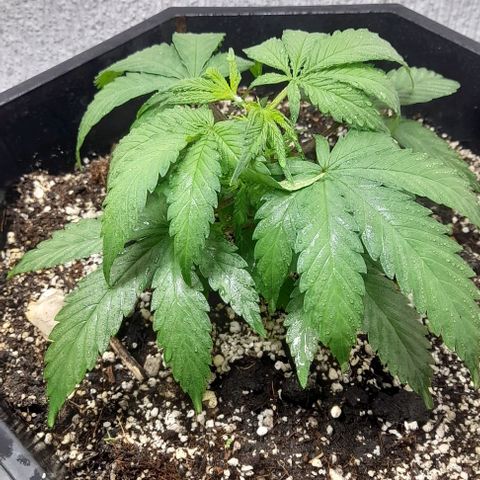 6 DE ENERO growlog timeline photo