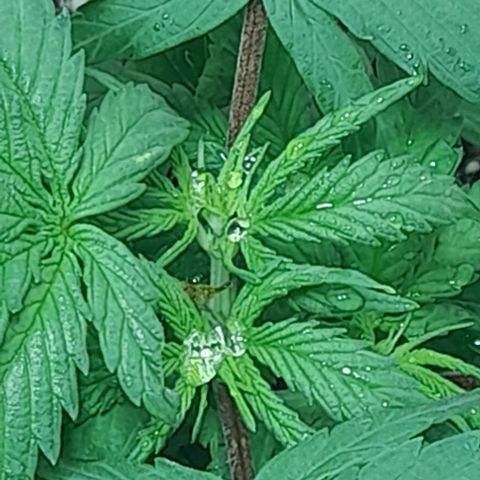 6 DE ENERO growlog timeline photo