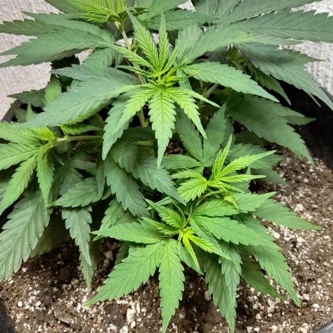 6 DE ENERO growlog photo: El día de ayer se realizó la segunda poda de dos hojas grandes, ya empieza a desprender su respectivo olor 