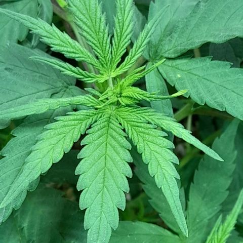 6 DE ENERO growlog photo: El día de ayer se realizó la segunda poda de dos hojas grandes, ya empieza a desprender su respectivo olor 