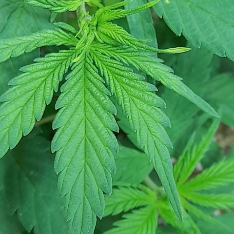 6 DE ENERO growlog photo: El día de ayer se realizó la segunda poda de dos hojas grandes, ya empieza a desprender su respectivo olor 