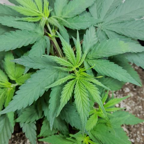 6 DE ENERO growlog photo: El día de ayer se realizó la segunda poda de dos hojas grandes, ya empieza a desprender su respectivo olor 