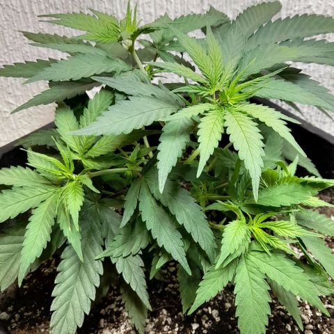 6 DE ENERO growlog timeline photo