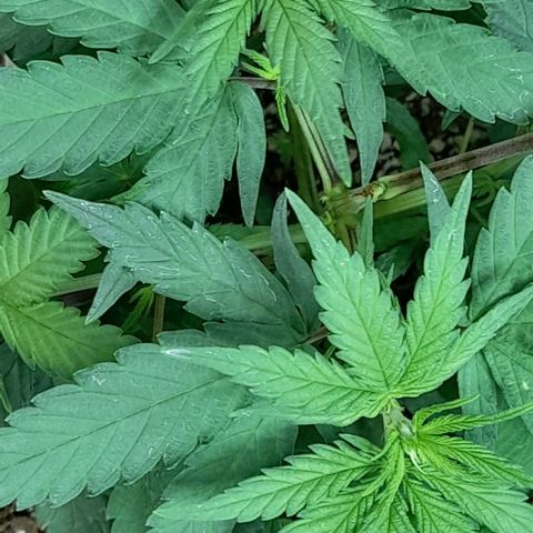 6 DE ENERO growlog timeline photo