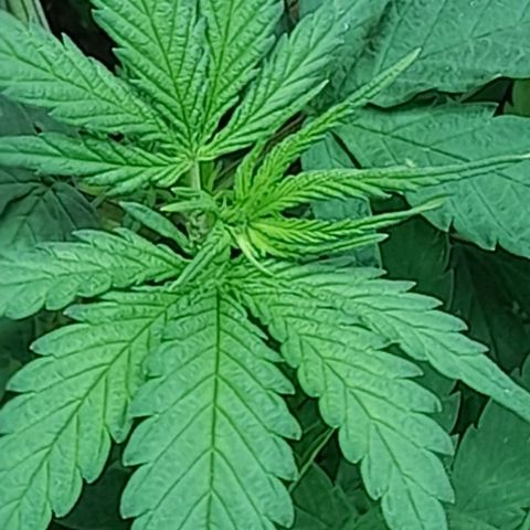 6 DE ENERO growlog timeline photo