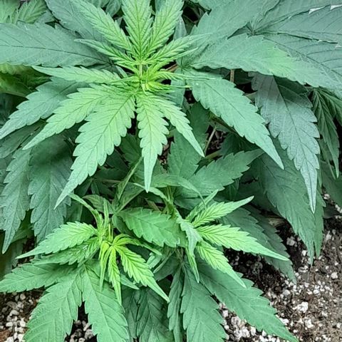 6 DE ENERO growlog timeline photo