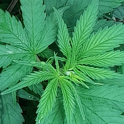 6 DE ENERO growlog timeline photo