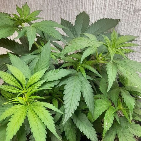 6 DE ENERO growlog timeline photo