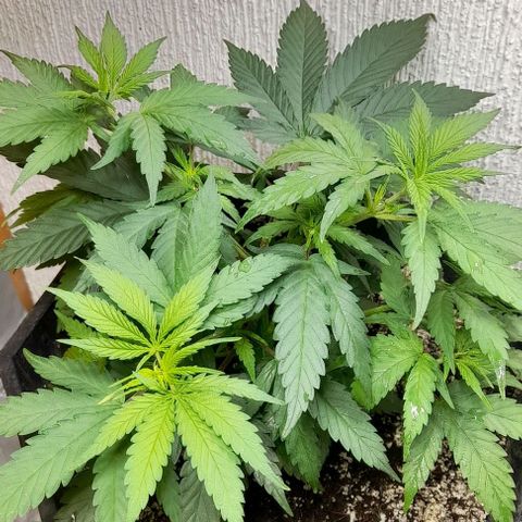 6 DE ENERO growlog timeline photo