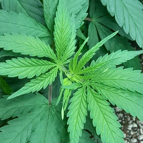 6 DE ENERO growlog timeline photo