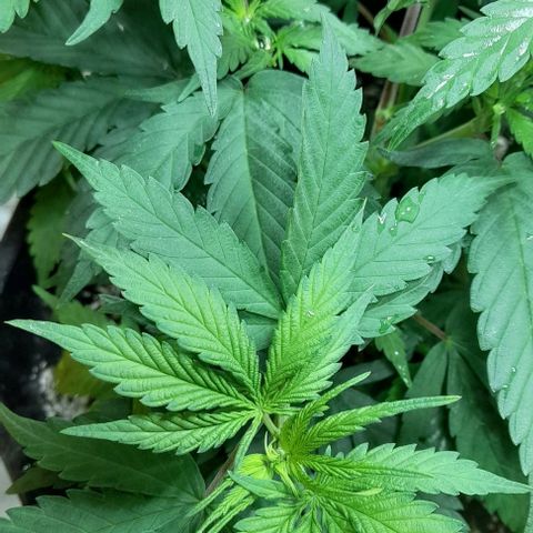 6 DE ENERO growlog timeline photo