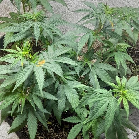6 DE ENERO growlog photo: Se cambio la altura de la iluminación 
