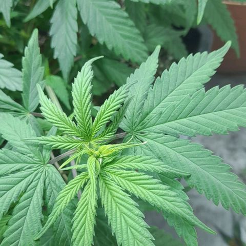 6 DE ENERO growlog photo: Se cambio la altura de la iluminación 