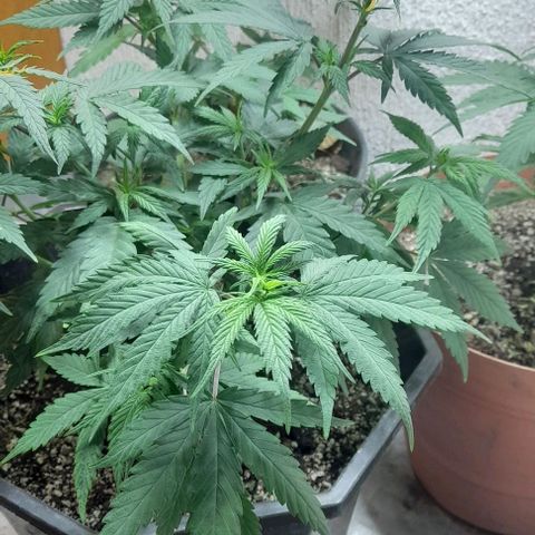 6 DE ENERO growlog photo: Se cambio la altura de la iluminación 