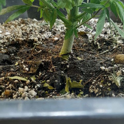 6 DE ENERO growlog timeline photo