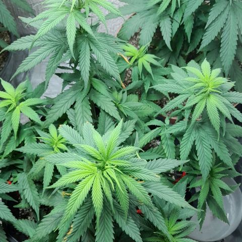 6 DE ENERO growlog photo: Hace 8 días se le realizaron amarren en algunas ramas para qe recibieran más luz 