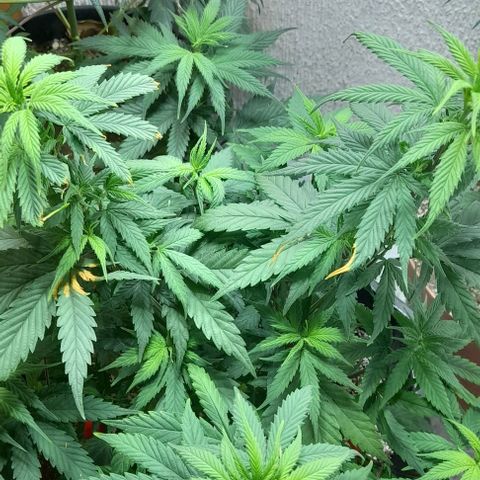 6 DE ENERO growlog photo: Hace 8 días se le realizaron amarren en algunas ramas para qe recibieran más luz 