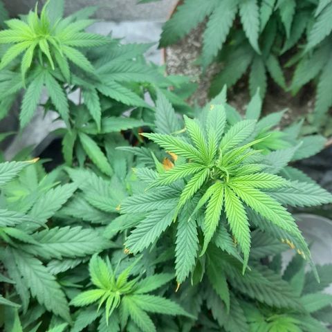 6 DE ENERO growlog photo: Hace 8 días se le realizaron amarren en algunas ramas para qe recibieran más luz 