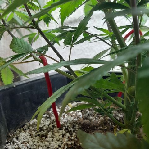 6 DE ENERO growlog photo: Hace 8 días se le realizaron amarren en algunas ramas para qe recibieran más luz 