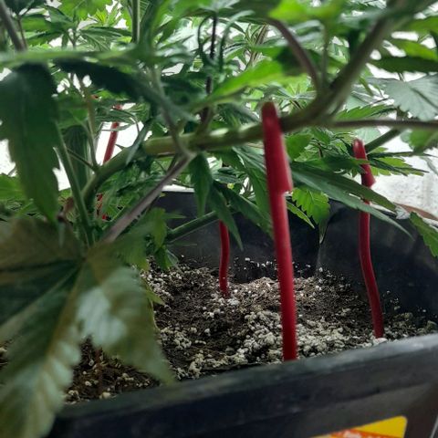 6 DE ENERO growlog photo: Hace 8 días se le realizaron amarren en algunas ramas para qe recibieran más luz 