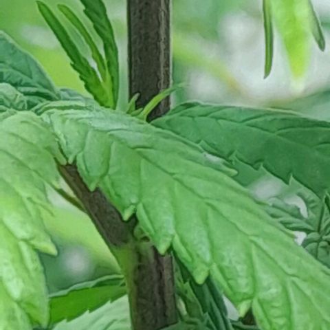 6 DE ENERO growlog timeline photo