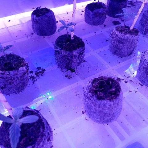 Girl Scouts Round 1 growlog timeline photo