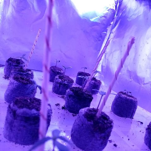 Girl Scouts Round 1 growlog timeline photo