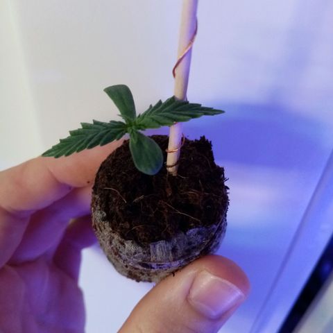 Girl Scouts Round 1 growlog photo: Going into 15cm pots soon