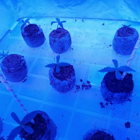 Girl Scouts Round 1 growlog photo: Going into 15cm pots soon