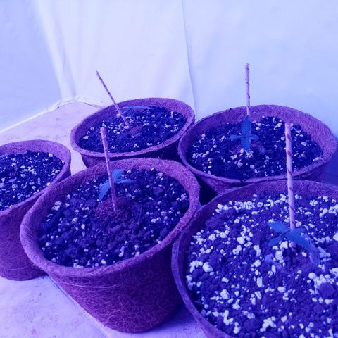 Girl Scouts Round 1 growlog photo: Potted up the biggest ones, the rest will be removed.