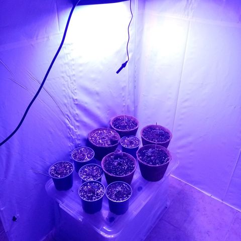 Girl Scouts Round 1 growlog timeline photo