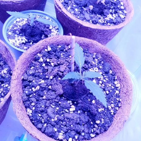 Girl Scouts Round 1 growlog photo: The ones with electroculture stick-antennas seem to be growing the fastest for now