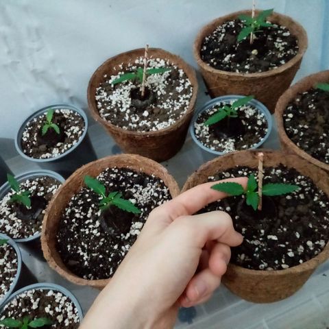 Girl Scouts Round 1 growlog photo: The ones with electroculture stick-antennas seem to be growing the fastest for now