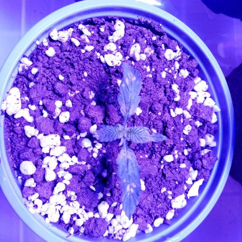 Girl Scouts Round 1 growlog photo: Big ones looking sexy
One of the small ones has slightly defected leaves and light orange-brown spots, doesn't look good
One of the small ones stared with odd leaves (three instead of paired twos)