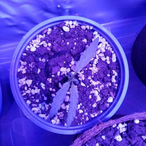 Girl Scouts Round 1 growlog photo: Big ones looking sexy
One of the small ones has slightly defected leaves and light orange-brown spots, doesn't look good
One of the small ones stared with odd leaves (three instead of paired twos)