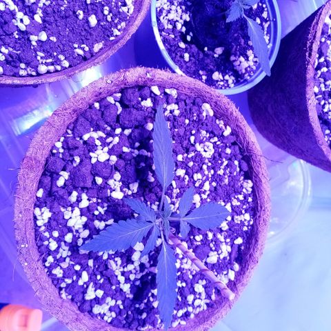 Girl Scouts Round 1 growlog photo: Big ones looking sexy
One of the small ones has slightly defected leaves and light orange-brown spots, doesn't look good
One of the small ones stared with odd leaves (three instead of paired twos)