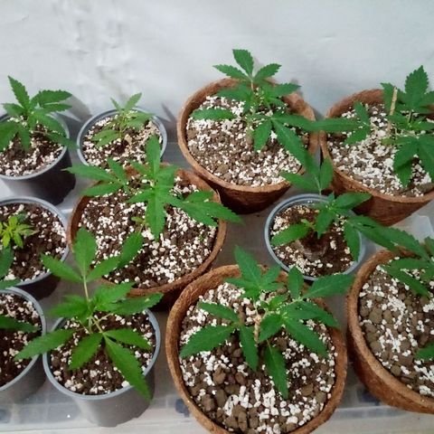 Girl Scouts Round 1 growlog timeline photo