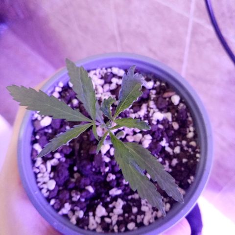 Girl Scouts Round 1 growlog photo: Only two that aren't doing that well. First one has heavy discoloration and disfigured leaves, while the second picture started growing strangely (with tripple leaves formation instead of pairs) and has a less potent green colour than the rest of the seeds.