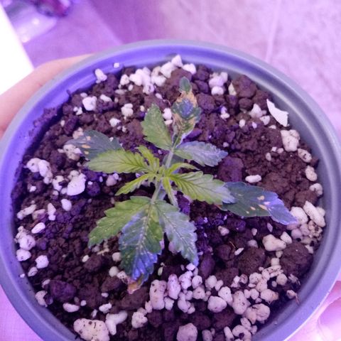 Girl Scouts Round 1 growlog photo: Only two that aren't doing that well. First one has heavy discoloration and disfigured leaves, while the second picture started growing strangely (with tripple leaves formation instead of pairs) and has a less potent green colour than the rest of the seeds.